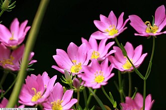 Large Marsh Pink (Sabatia dodecandra)