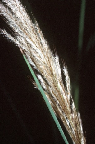 Sugarcane Plumegrass (Saccharum giganteum)