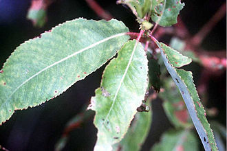 Peachleaf Willow (Salix amygdaloides)