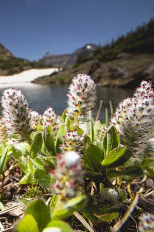 Arctic Willow (Salix arctica)