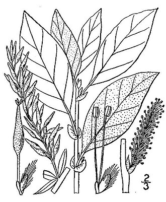 Bebb Willow (Salix bebbiana)