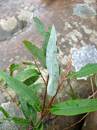 Coastal Plain Willow (Salix caroliniana)