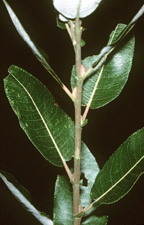 Pussy Willow (Salix discolor)