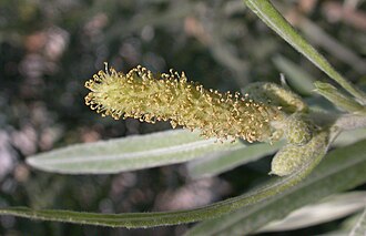 Sandbar Willow (Salix exigua)