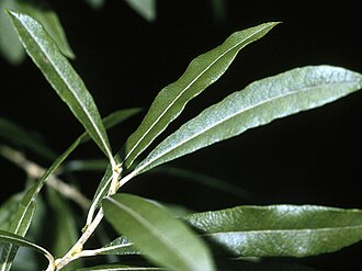 Prairie Willow (Salix humilis)