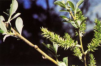 Arroyo Willow (Salix lasiolepis)