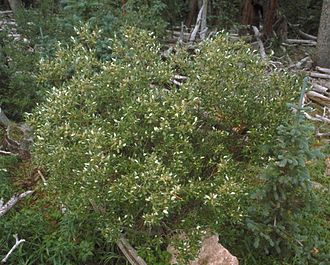 Scouler's Willow (Salix scouleriana)