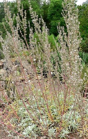 White Sage (Salvia apiana)