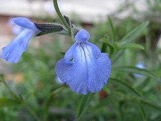 Azure Blue Sage (Salvia azurea)