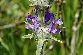 Thistle Sage (Salvia carduacea)