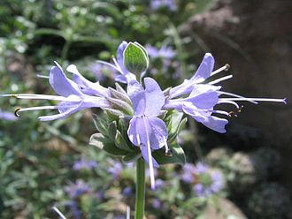 Cleveland Sage (Salvia clevelandii)
