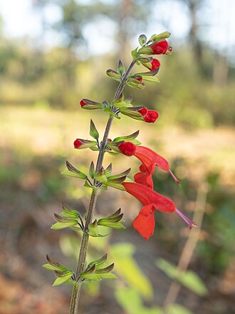Scarlet Sage (Salvia coccinea)