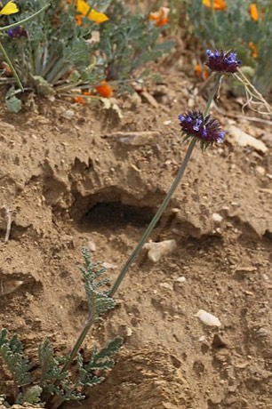 Chia (Salvia columbariae)