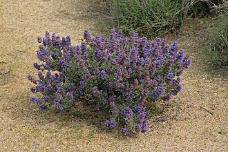 Desert Sage (Salvia dorrii)