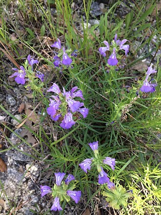 Engelmann's Sage (Salvia engelmannii)