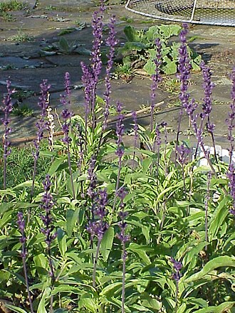 Mealycup Sage (Salvia farinacea)