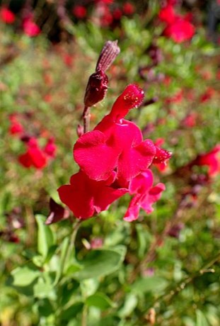 Autumn Sage (Salvia greggii)