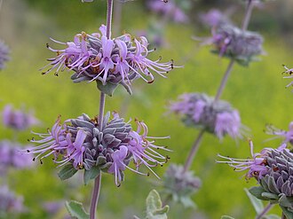 Purple Sage (Salvia leucophylla)