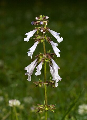 Lyre-leaf Sage (Salvia lyrata)