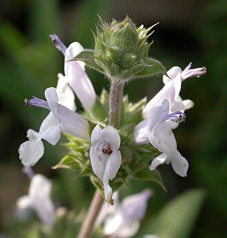Black Sage (Salvia mellifera)