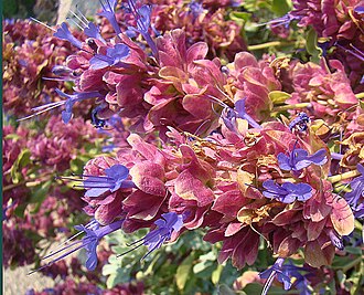Rose Sage (Salvia pachyphylla)