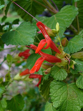 Mountain Sage (Salvia regla)