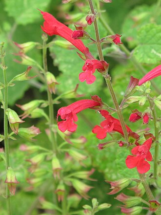 Cedar Sage (Salvia roemeriana)