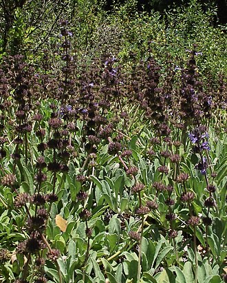 Creeping Sage (Salvia sonomensis)