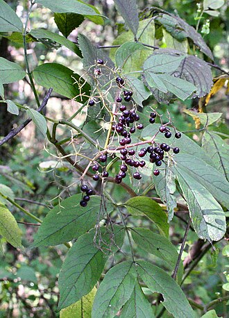 American Elderberry (Sambucus canadensis)
