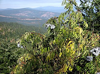Blue Elderberry (Sambucus cerulea)