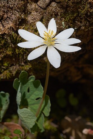 Bloodroot (Sanguinaria canadensis)