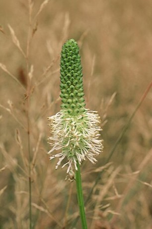 Canadian Burnet (Sanguisorba canadensis)