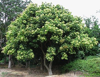 Western Soapberry (Sapindus saponaria)