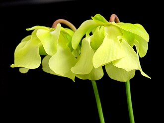 Pale Pitcher Plant (Sarracenia alata)