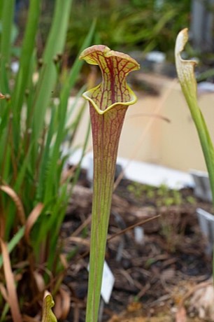 Yellow Pitcherplant (Sarracenia flava)