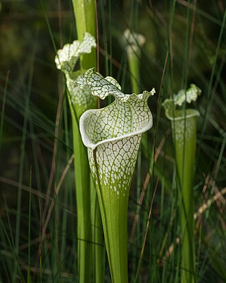 White-topped Pitcher Plant (Sarracenia leucophylla)