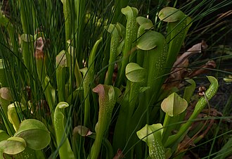 Hooded Pitcher Plant (Sarracenia minor)