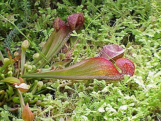 Parrot Pitcher Plant (Sarracenia psittacina)