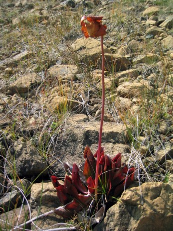 Purple Pitcherplant (Sarracenia purpurea)