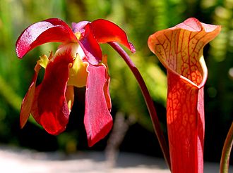 Sweet Pitcher Plant (Sarracenia rubra)