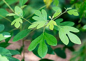 Sassafras (Sassafras albidum)