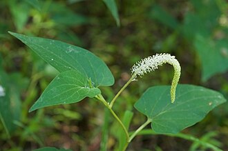 Lizard's Tail (Saururus cernuus)