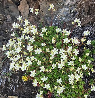 Spotted Saxifrage (Saxifraga bronchialis)