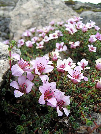 Purple Mountain Saxifrage (Saxifraga oppositifolia)