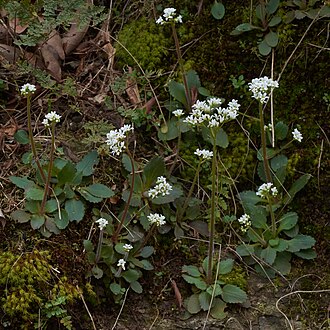 Early Saxifrage (Saxifraga virginiensis)