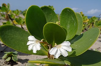Beach Naupaka (Scaevola plumieri)