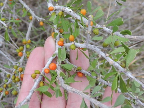 Desert Yaupon (Schaefferia cuneifolia)