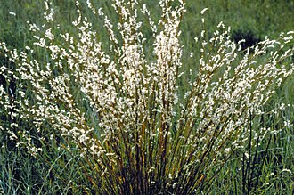 Little Bluestem (Schizachyrium scoparium)