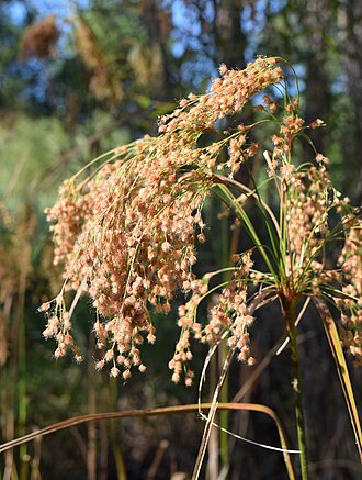 Woolgrass (Scirpus cyperinus)