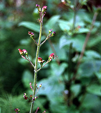 California Figwort (Scrophularia californica)